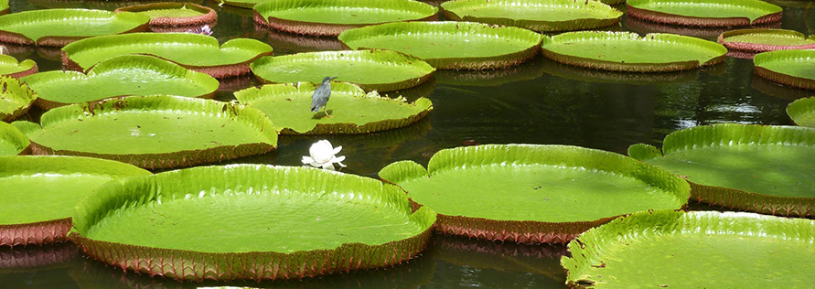 Mauritius Reiseleistungen